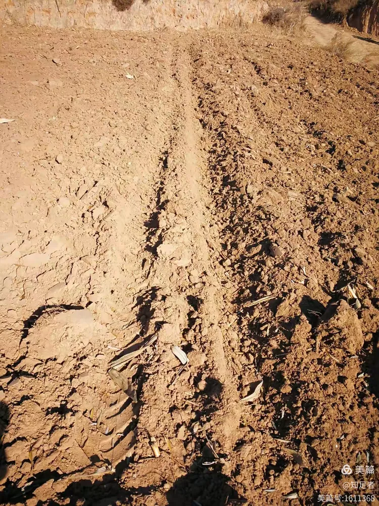 家乡的——路——土地——草2017.11.18